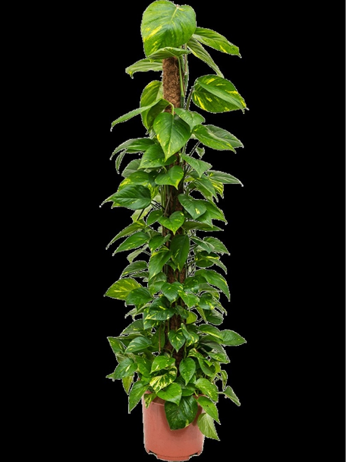 Филодендрон сканденс