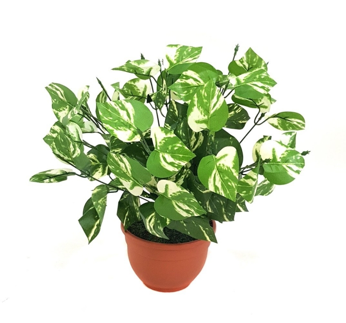 Сциндапсус платинум