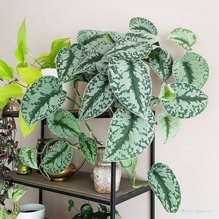 Сциндапсус pictus