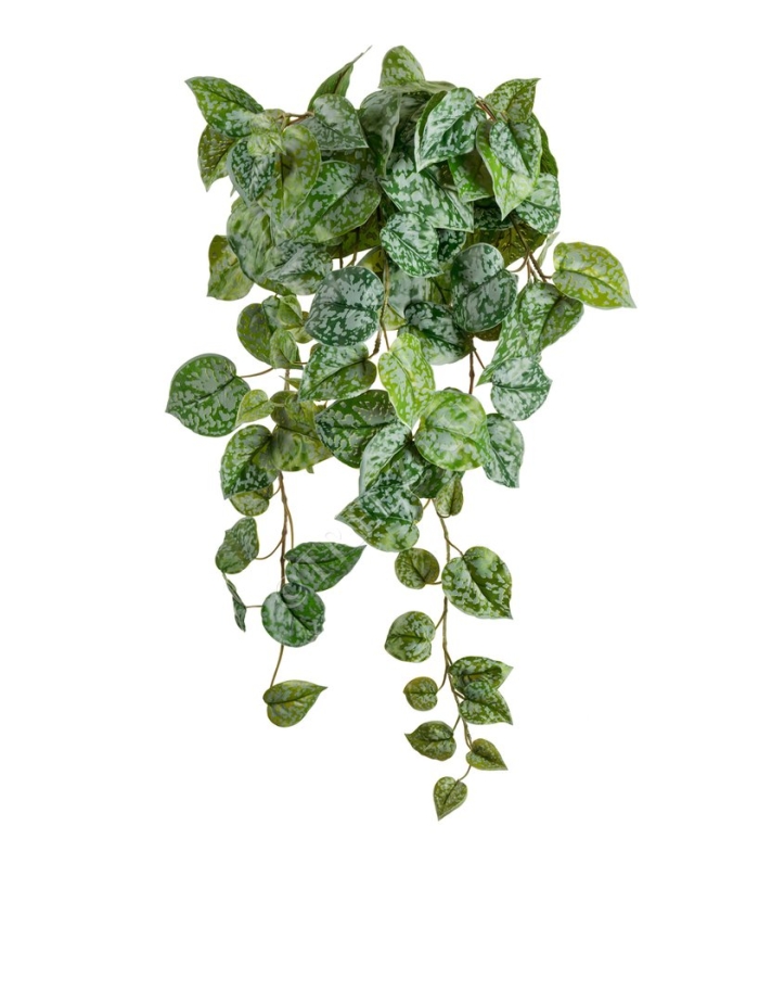 Сциндапсус пиктус серебристо-зелёный