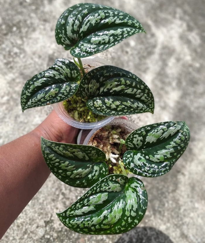 Сциндапсус триколор