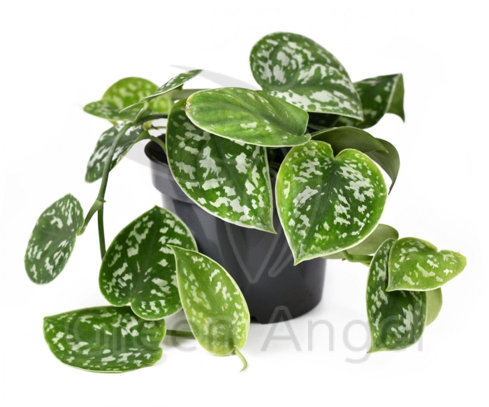 Сциндапсус pictus exotica