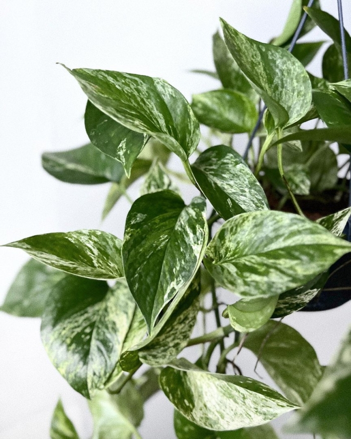 Марбл квин сциндапсус