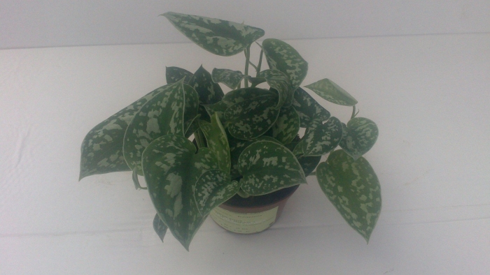 Сциндапсус pictus