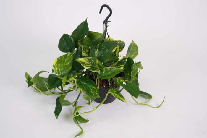 Сциндапсус ауреум