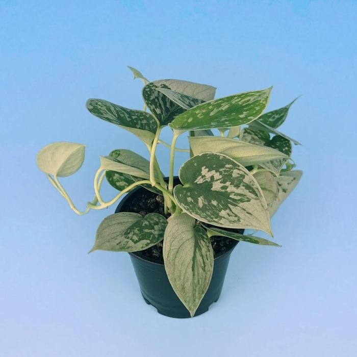 Эпипремнум сильвер энн