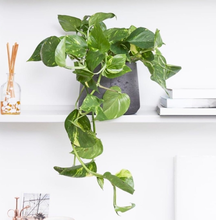Эпипремнум golden pothos