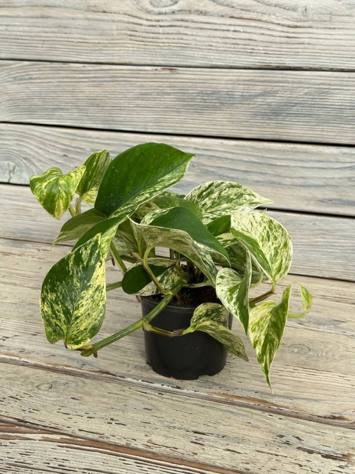 Эпипремнум пиннатум марбл