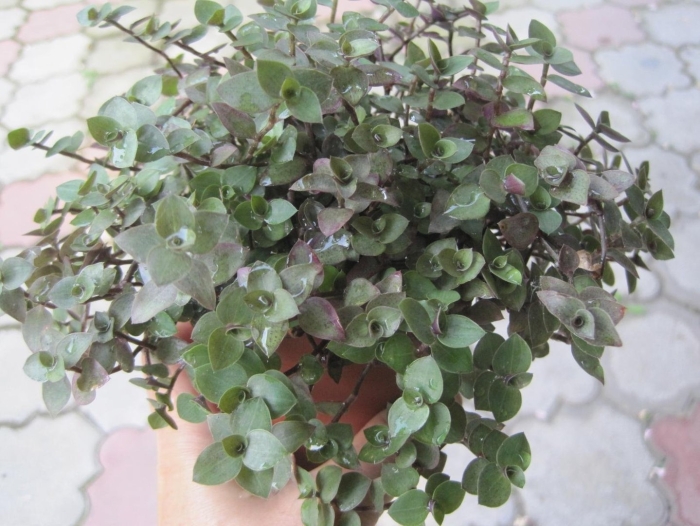 Традесканция мелколистная каллизия ползучая