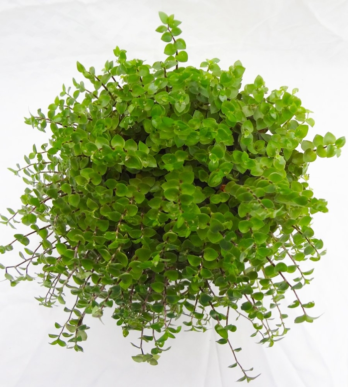 Пеперомия круглолистная (монетолистная)