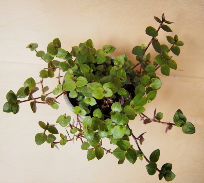 Каллизия мелколистная традесканция