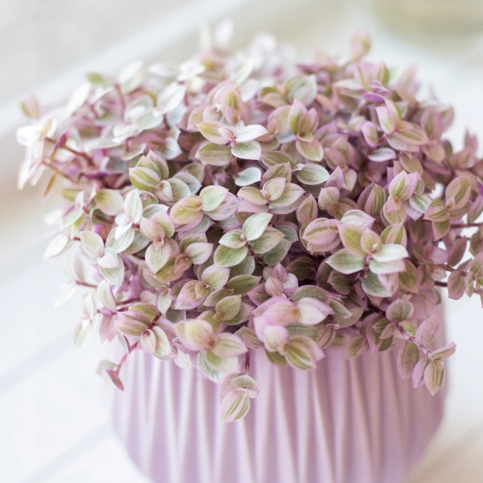 Традесканция каллизия розовая пантера