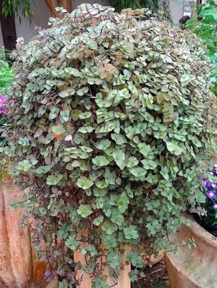 Традесканция мелколистная каллизия ползучая