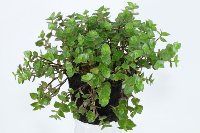 Callisia repens «turtle» - тартл