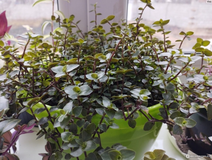 Каллизия ползучая