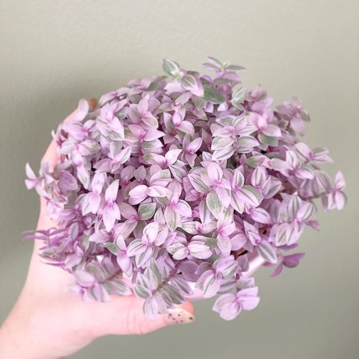 Каллизия репенс пинк