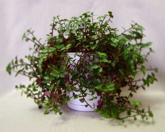 Каллизия мелколистная зеленая