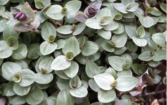 Каллизия repens turtle