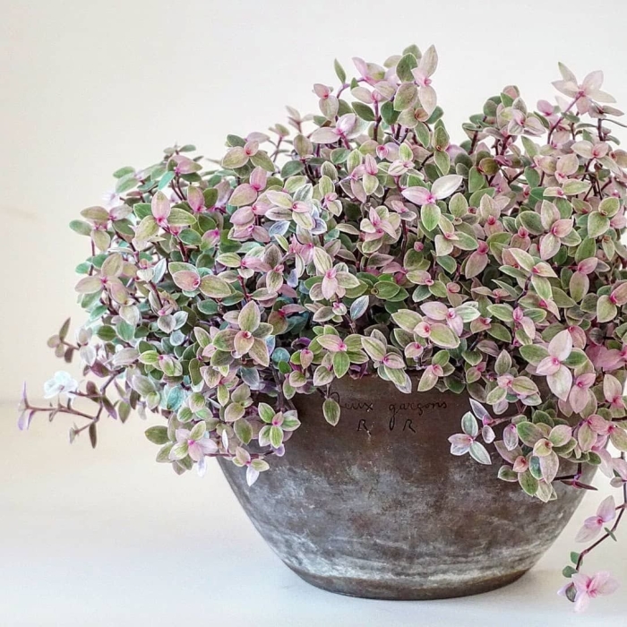 Традесканция каллизия розовая