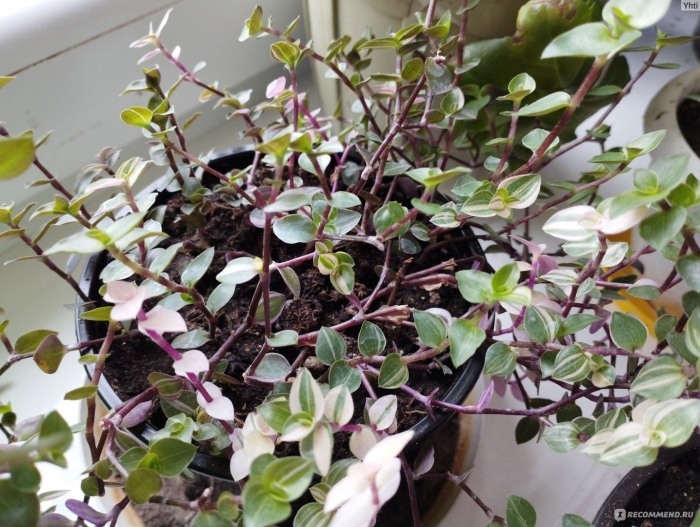 Каллизия бьянка