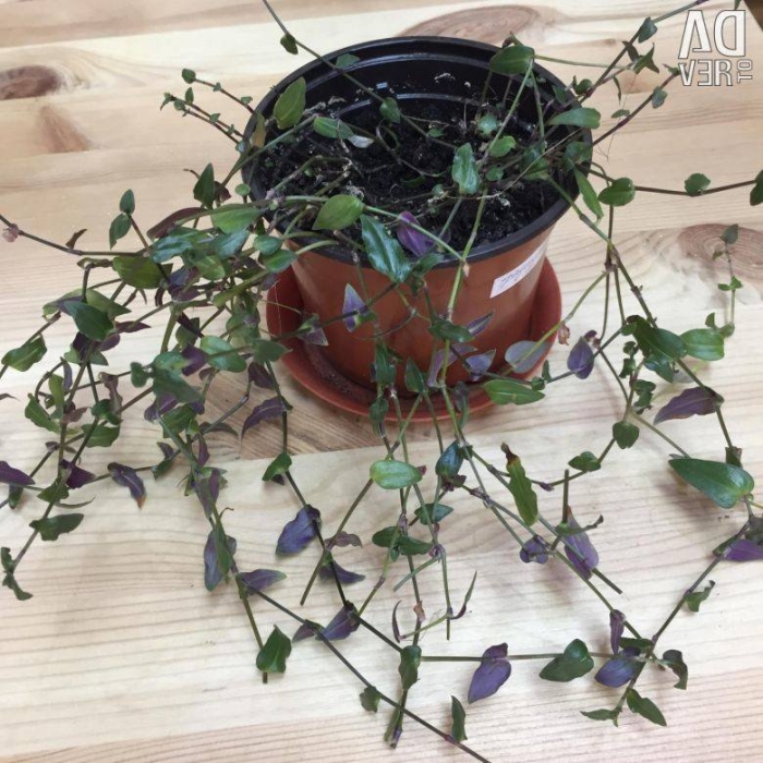 Традесканция приречная мелколистная