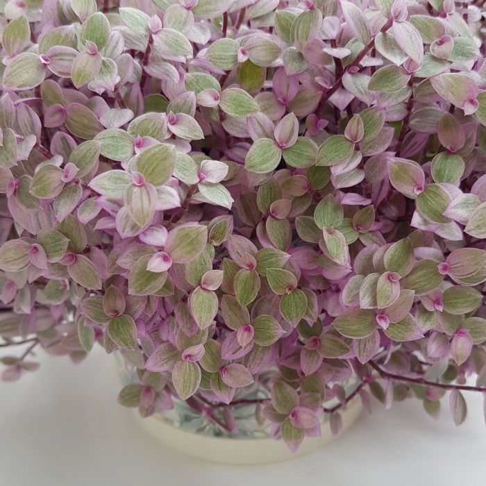 Традесканция каллизия розовая пантера