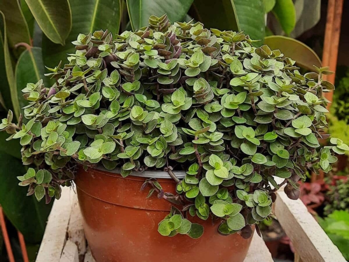 Каллизия растение