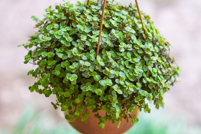 Callisia repens грин