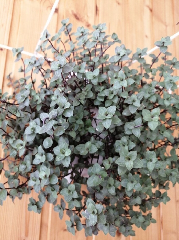 Каллизия мелколистная традесканция