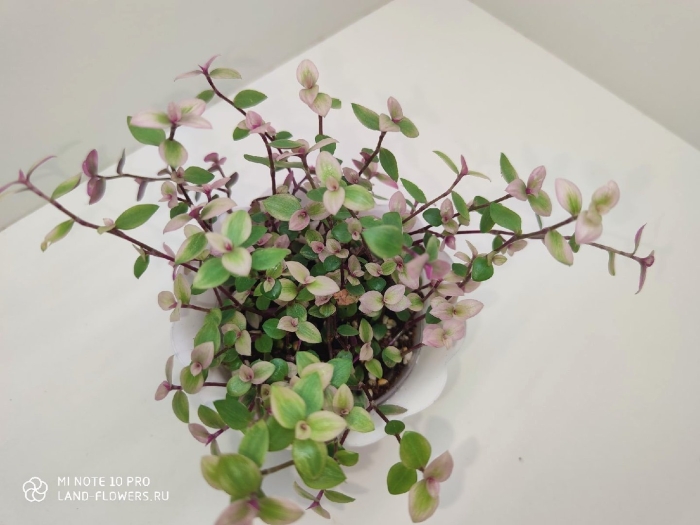 Каллизия репенс голд