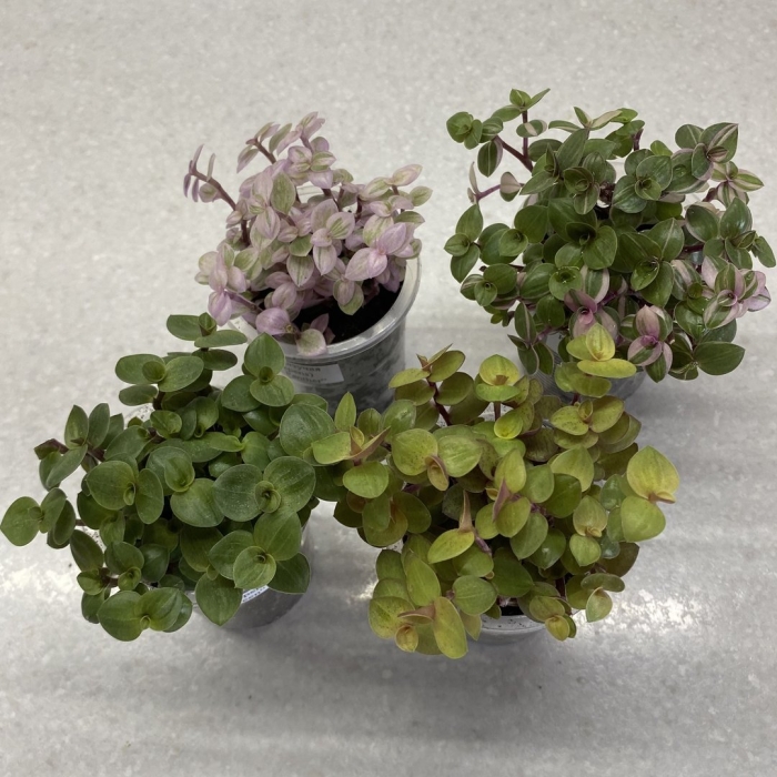 Каллизия душистая