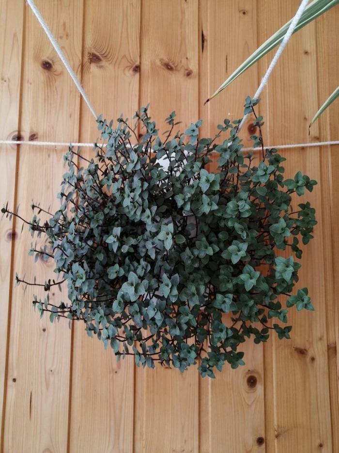 Традесканция ампельная мелколистная