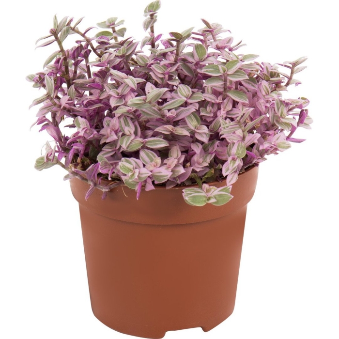 Каллизия pink panther