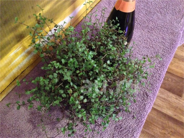 Растение мюленбекия ампельная