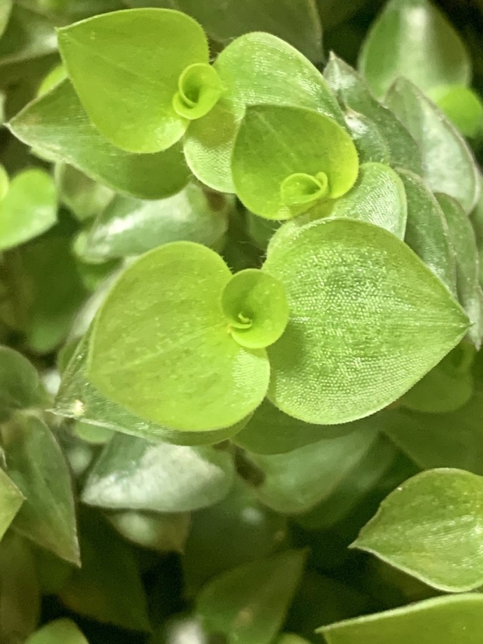 Каллизия репенс цветок