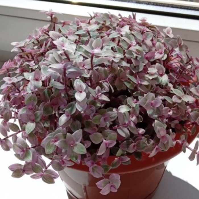 Каллизия pink panther