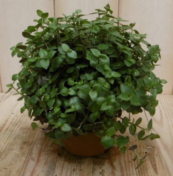 Каллизия ползучая латынь