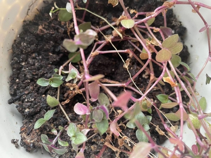 Всходы барбариса тунберга