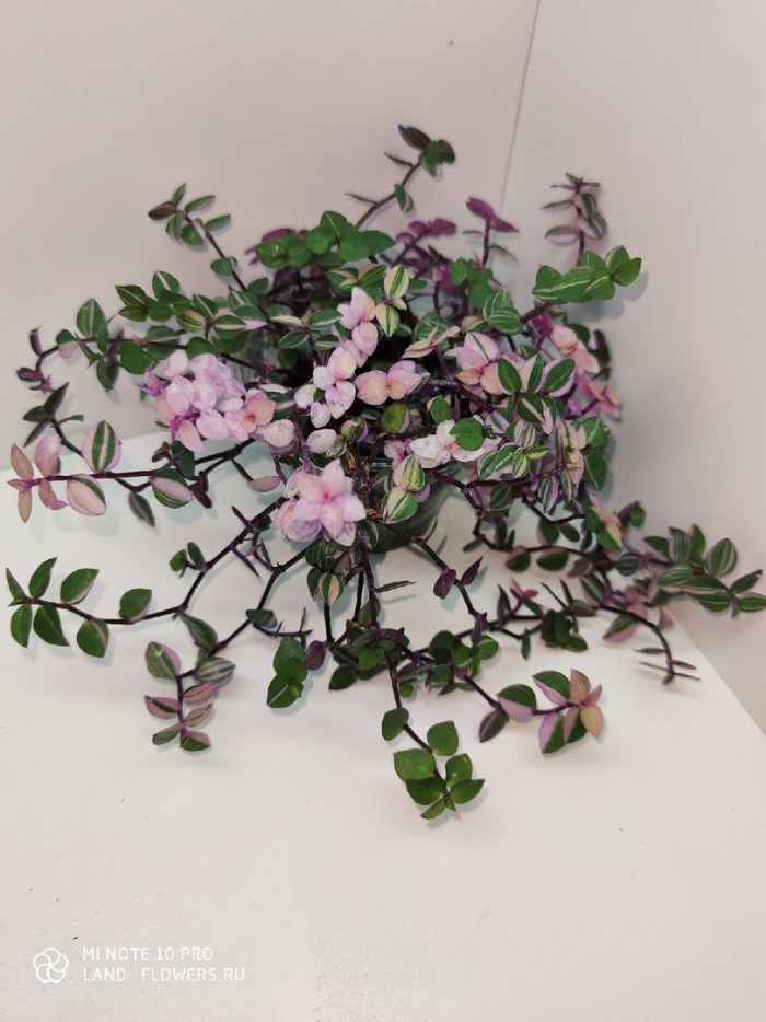 Каллизия бьянка