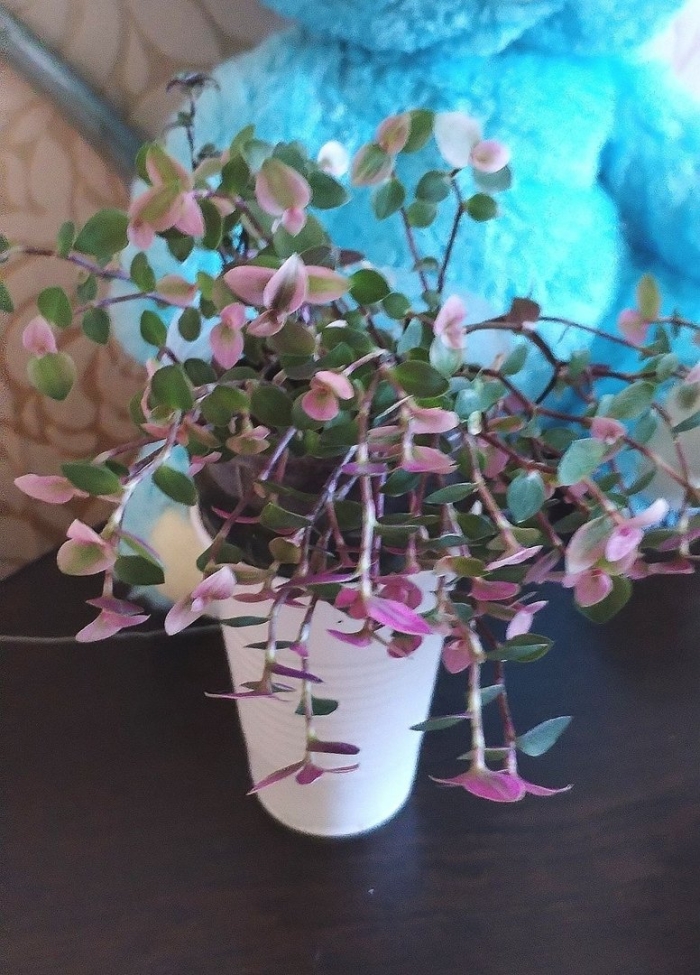 Бугенвиллия комнатная