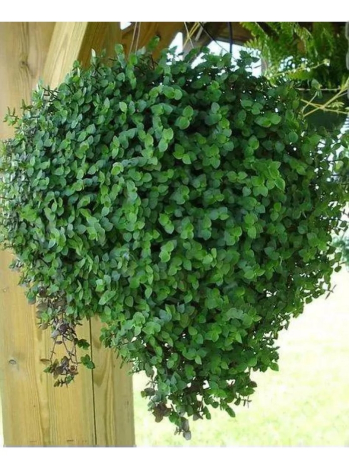 Каллизия ползучая