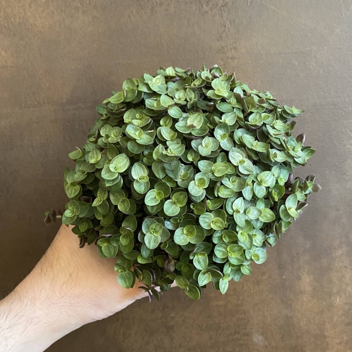 Каллизия тартл