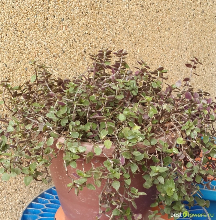 Коллизия традесканция мелколистная