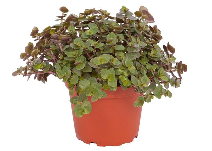 Каллизия ползучая репенс