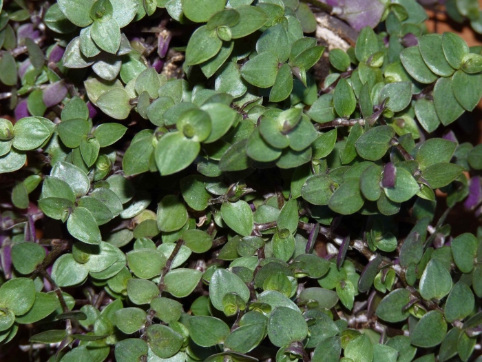 Традесканция каллизия ползучая