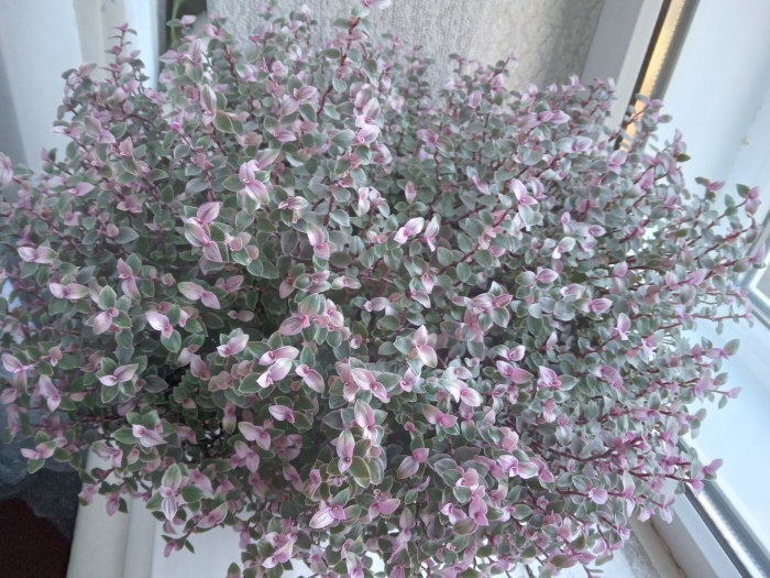 Каллизия бамбино цветок