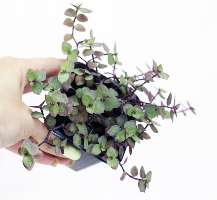 Каллизия репенс