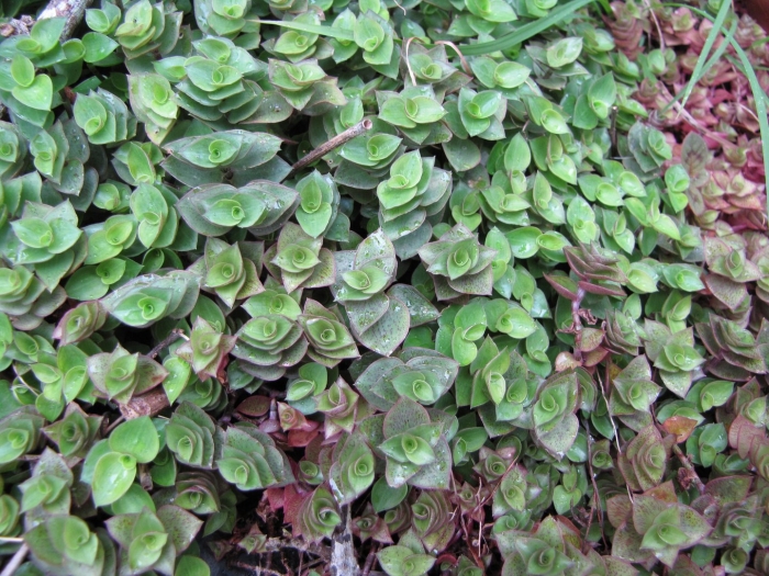 Каллизия репенс