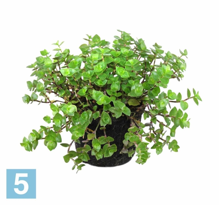 Традесканция мелколистная каллизия ползучая