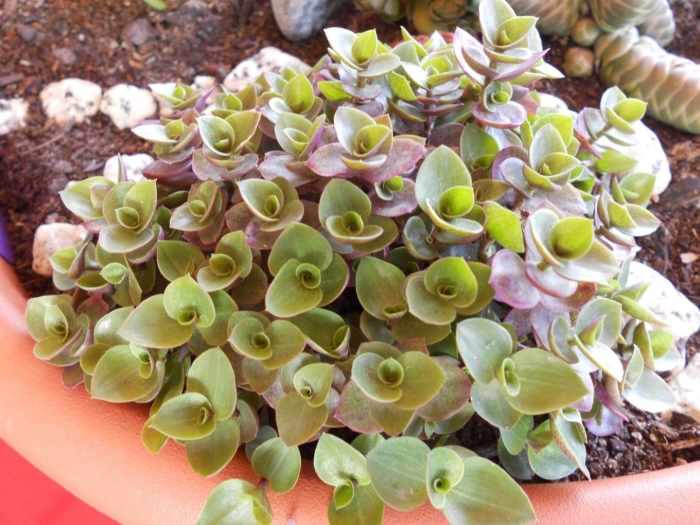 Каллизия репенс голд